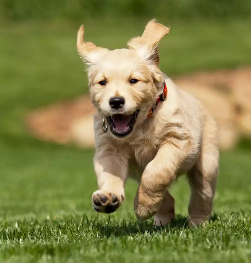 Running puppy