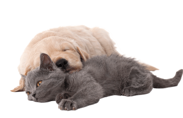 Cat and sleeping puppy
