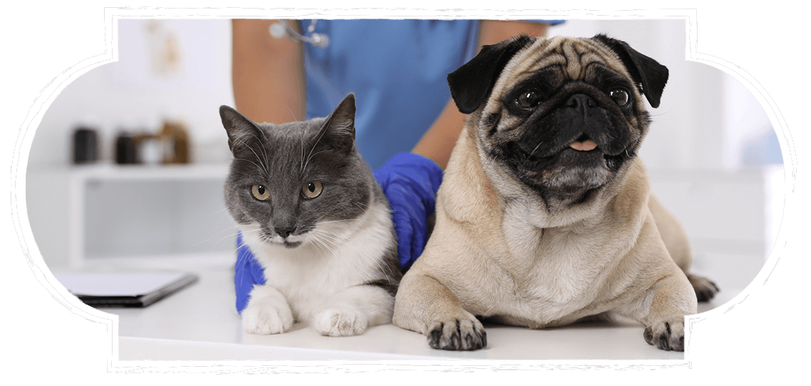 Dog and cat at vet