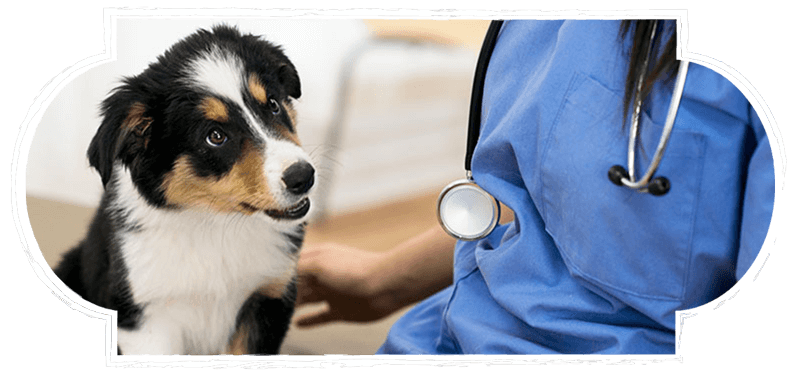 Puppy with doctor