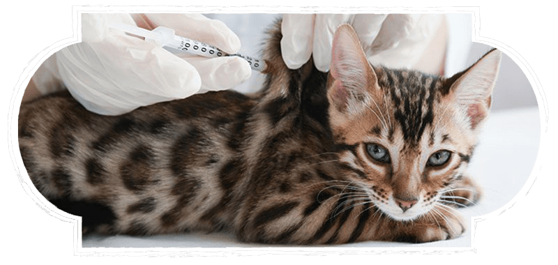 Cat receiving a vaccination