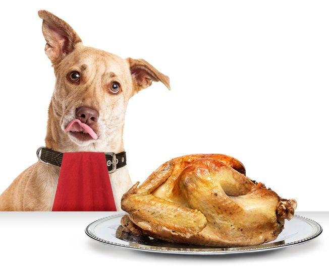 can dogs eat turkey bones bartow fl