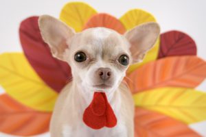 is turkey meat good for dogs
