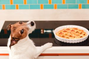 thanksgiving foods dogs can eat