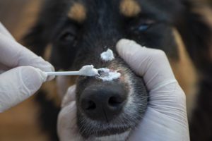 how to treat ringworm in dogs