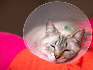 kitten wearing cone recovering after surgery