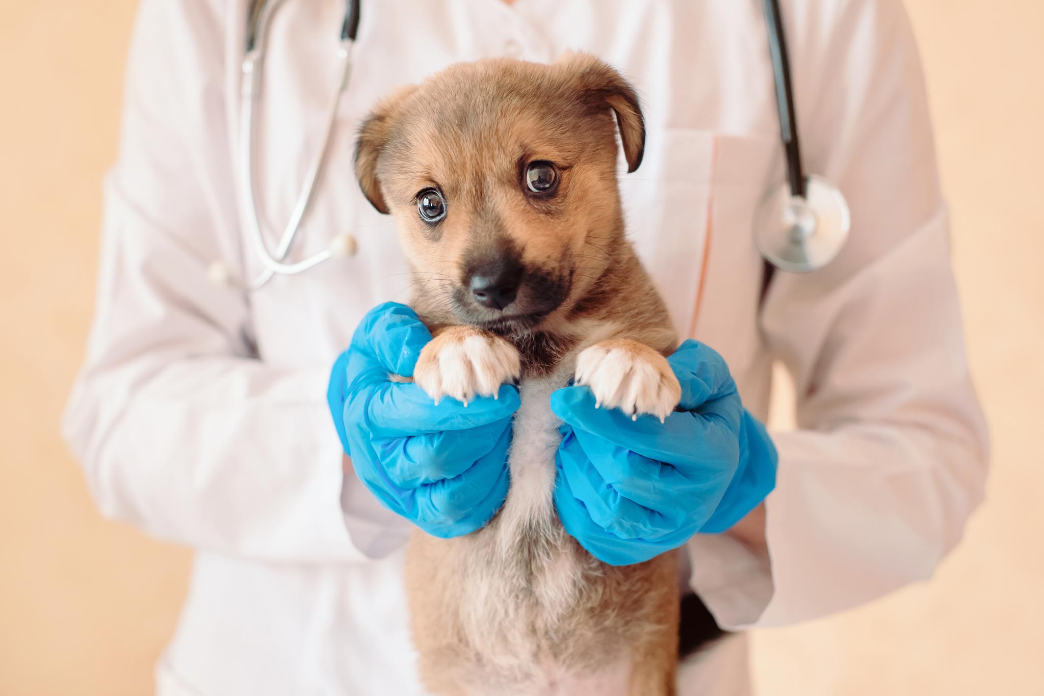 puppy in veterinarian's hands