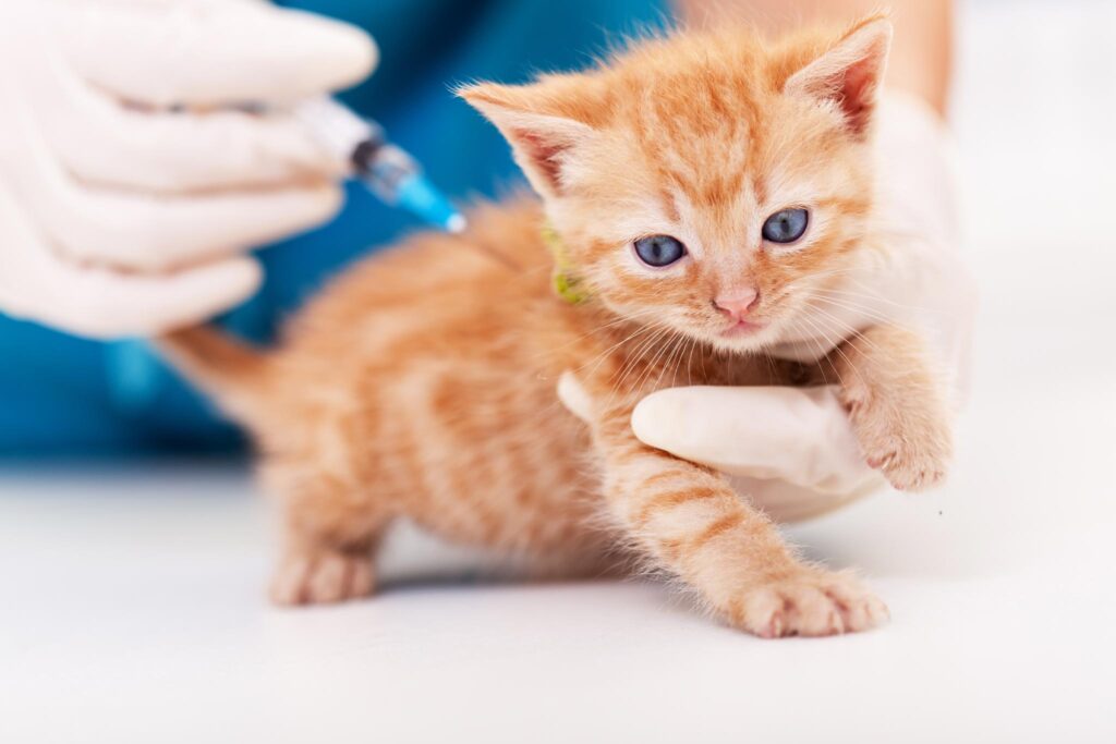 What Age Should Kittens Get Vaccines Main Street Veterinary Center what-age-should-kittens-get-vaccines-main-street-veterinary-center
