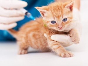 kitten receiving vaccine