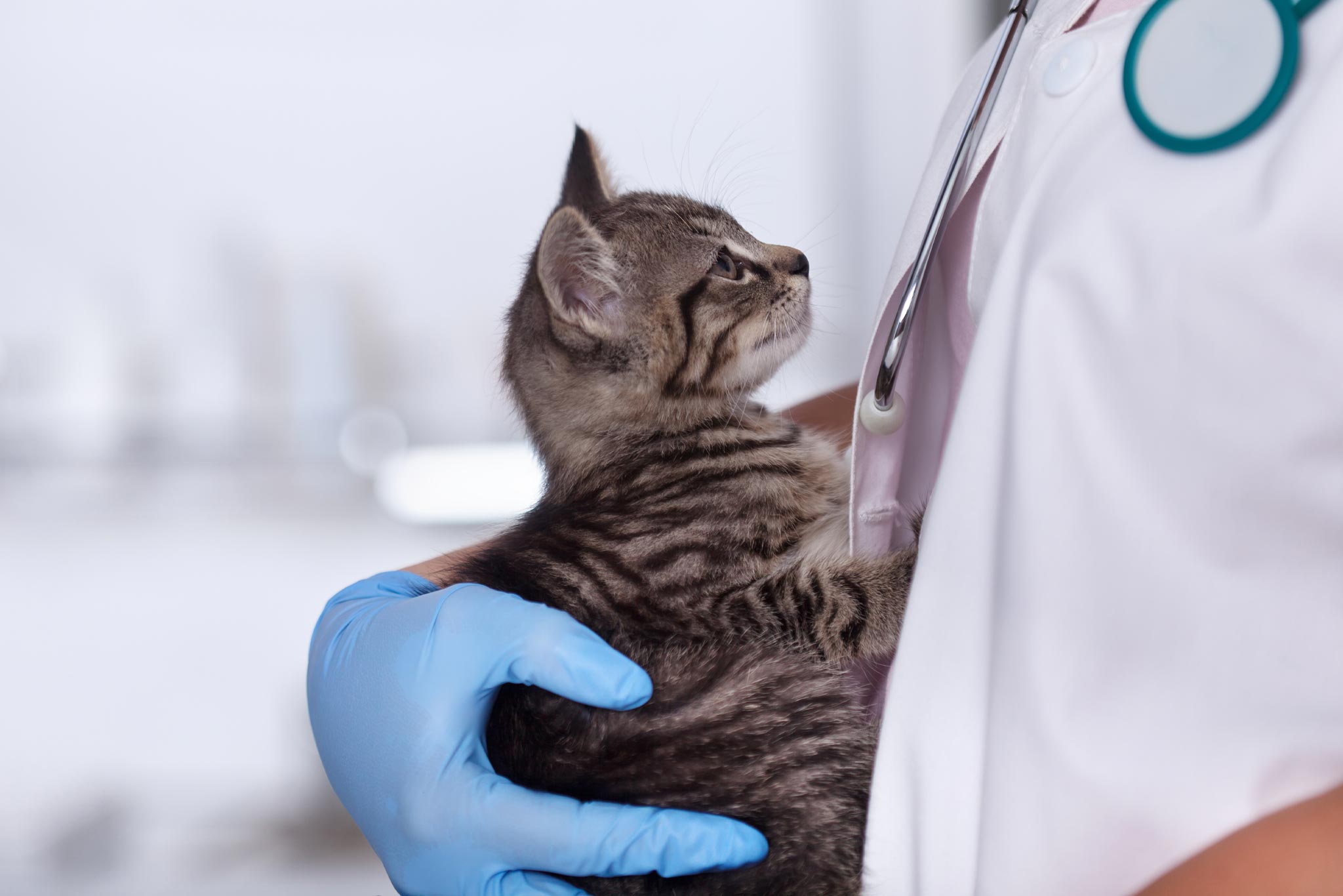 veterinarian holding kitten in arms