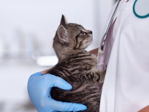 doctor holding kitten in arms