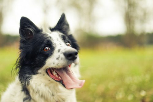 black-and-white-border-collie-panting-while-sitting-outside