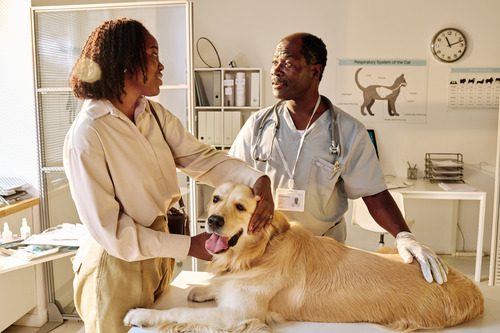 male-vet-talking-with-female-pet-owner-while-golden-retriever-lays-on-exam-table