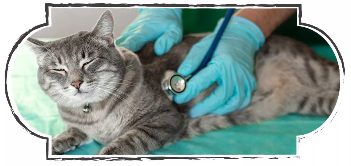 happy cat at veterinarian in bartow fl