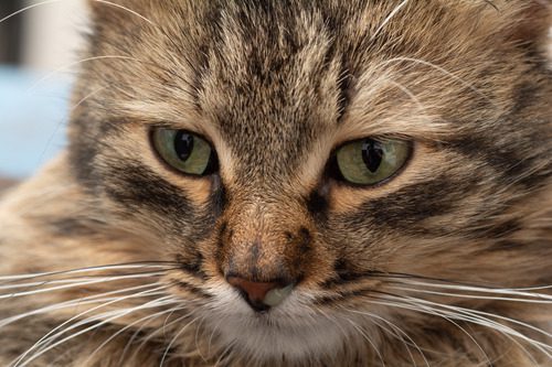 close-up-of-brown-striped-cat-with-runny-nose