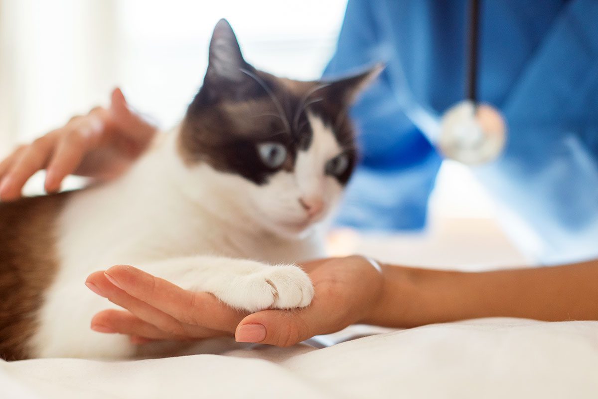 veterinarian holding cat's paw
