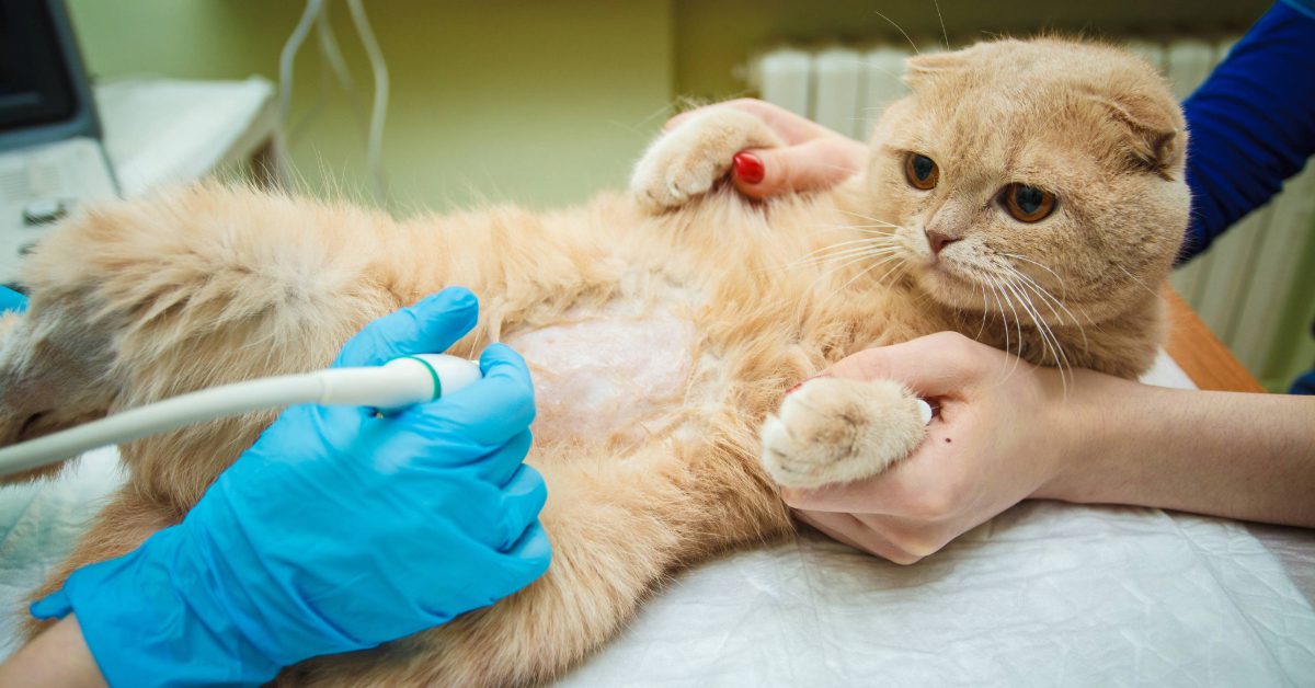 Scottish fold cat laying on back getting an abdominal ultrasound done