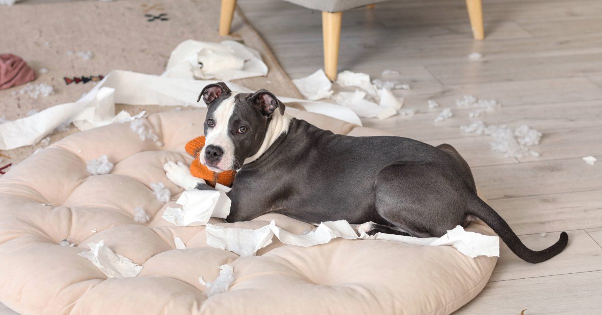 naughty blue and white Staffordshire terrier puppy laying on a bed surrounded by chewed up items