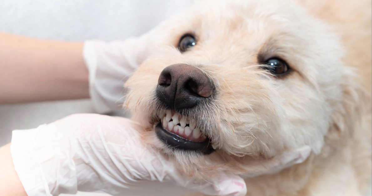 close up image of tan scruffy dog's teeth