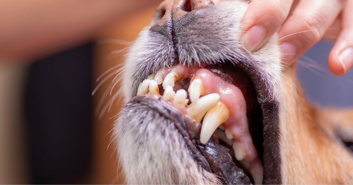 close up image of a dog's mouth with a top incisor missing