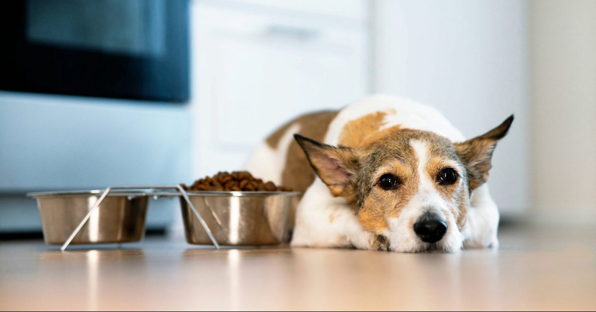 brown and white terrier dog laying next to full food bowl not eating