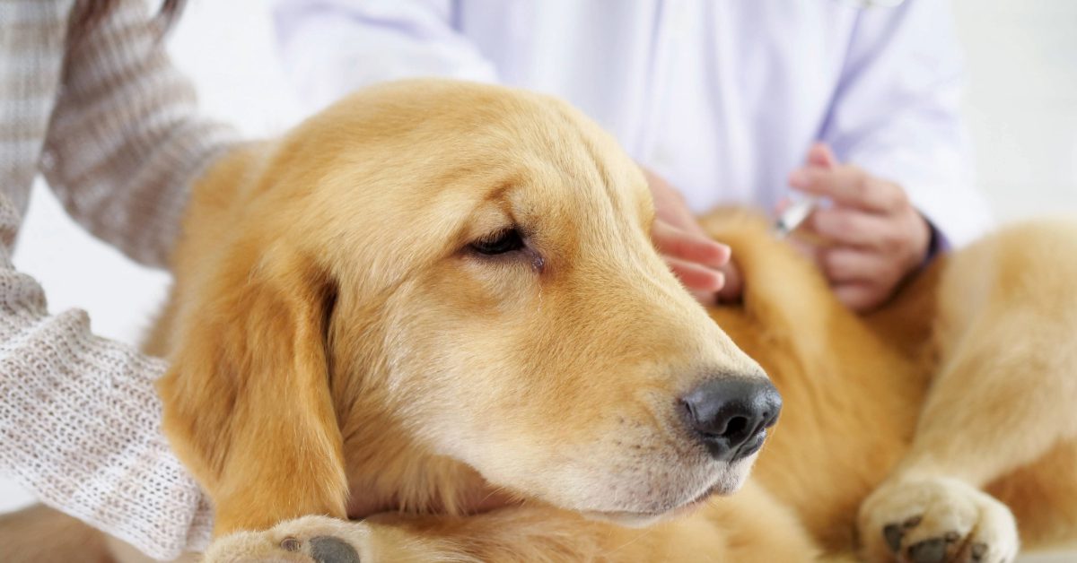 golden retriever getting vaccine at veterinarian