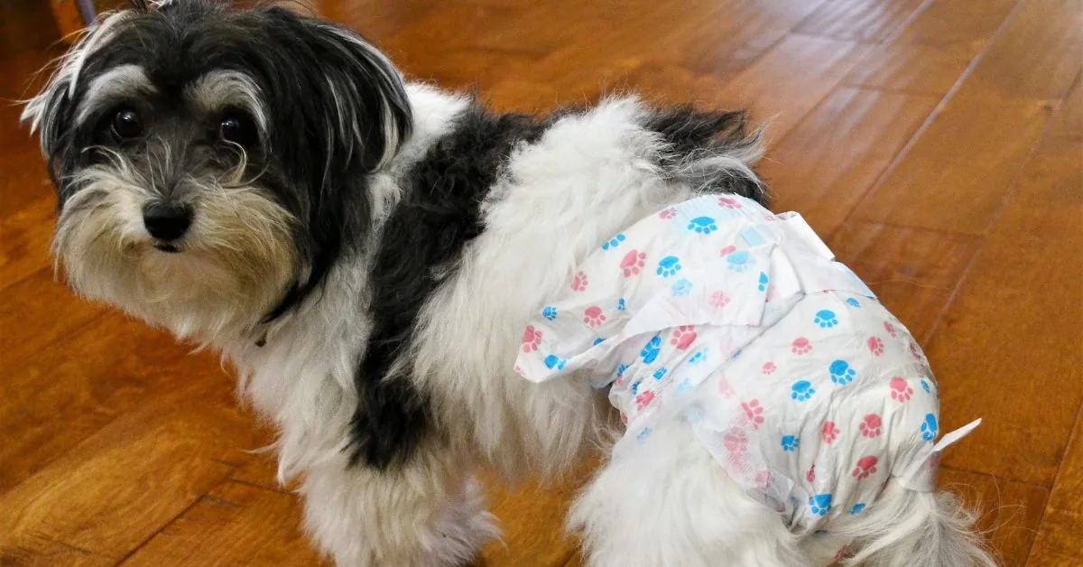 small black and white female dog in heat wearing a diaper