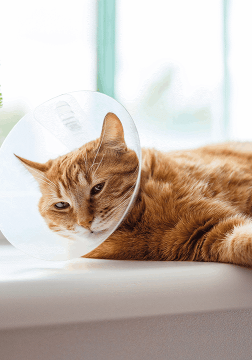 cat-with-cone-window
