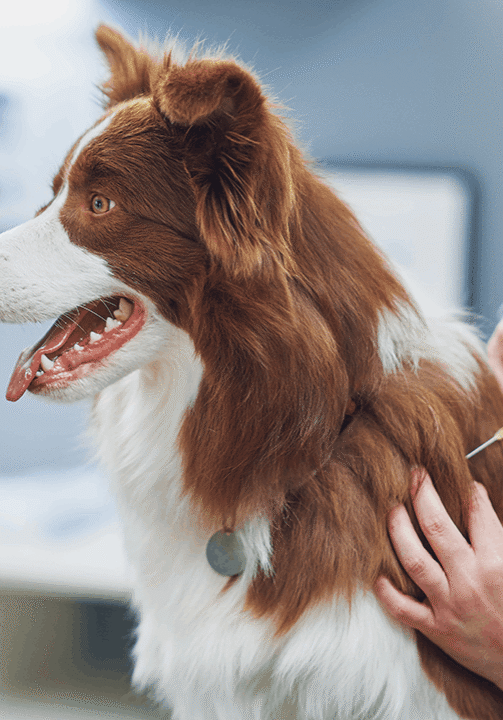 collie-vaccine
