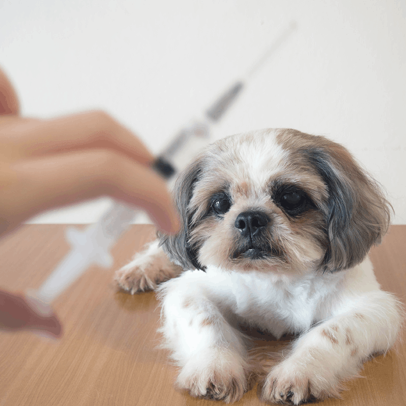 dog-with-vaccine