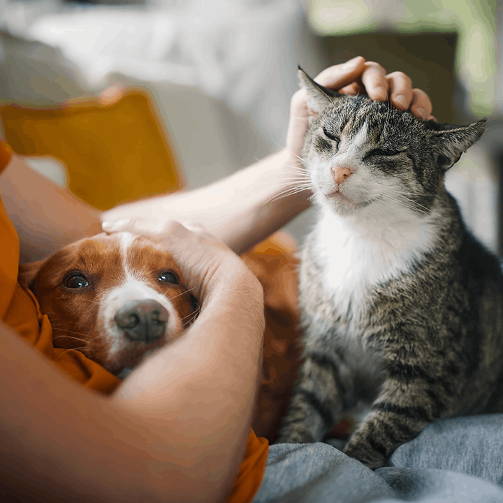 man-petting-dog-cat